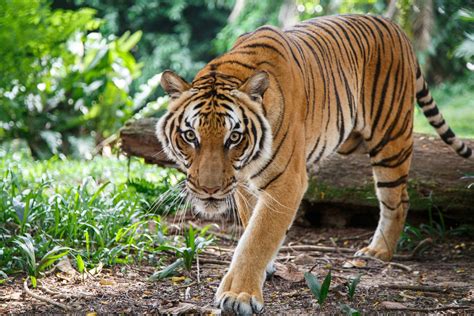 Professional pet sitters week • march 13. International Tiger Day 2021 - National Awareness Days ...