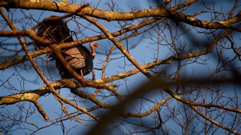 Wild Turkey Behavior The National Wild Turkey Federation