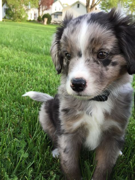 Blue Merle Aussiedoodle Puppy Aussie Puppies Puppies And Kitties Cute