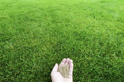 Fast Growing Grass Seed For Any Climate