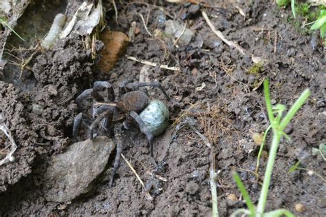 Mamma Wolf Spider With Egg Sack In Tow Long Hunter State Park