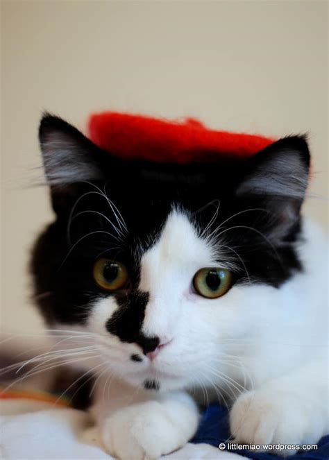 French Beret Cat Cute Cats In Hats