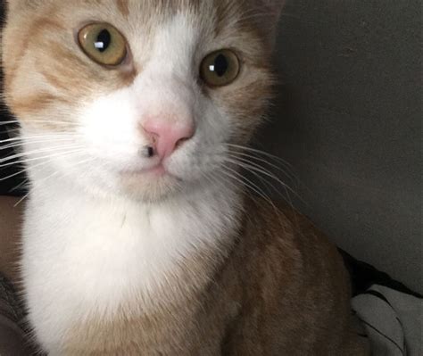 So werden sie pickel an der lippe schnell wieder los. Schwarzer Fleck auf der Nase von der Katze? (Gesundheit ...