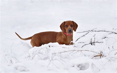 Puppy Dachshund Through The Snow For The First Time Melts Hearts Magical