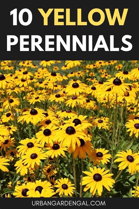 To encourage more flowers to blossom, deadhead the plant after flowering in the fall. Yellow perennial flowers are great for brightening up the ...