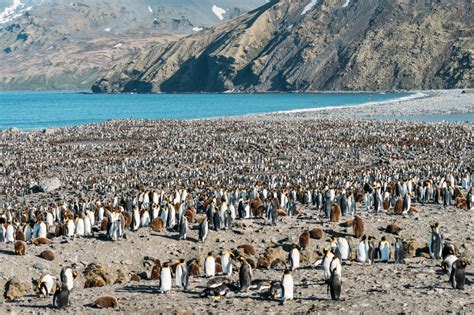 South Georgia Island Photos That Will Make You Want To Visit Anna