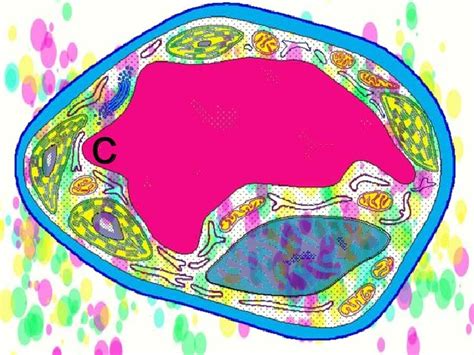 Cell Organellesppt
