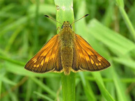 Is It A Moth Is It A Butterfly Part 3 The Large Skipper