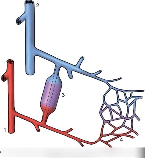 A Precapillary Arteriovenous Anastomosis Diagram Quizlet