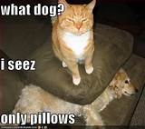 Photos of Dog Pillow Meme