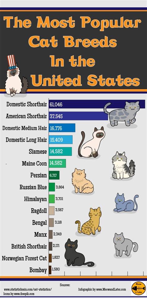 Infographic Of The Most Popular Cat Breeds In The United States