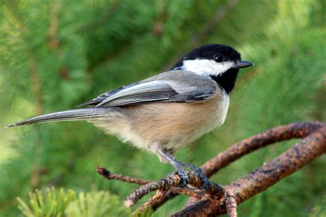 Maybe you would like to learn more about one of these? Maine State Bird | Black-capped Chickadee