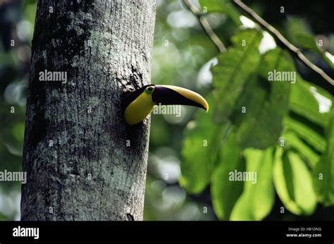 Chestnut Mandibled Toucan Ramphastos Swainsonii Nest Hole Rainforest