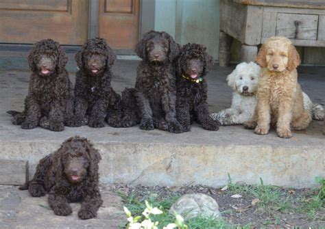 They also receive lots of outside. Texas Labradoodles has so many wonderful families and ...