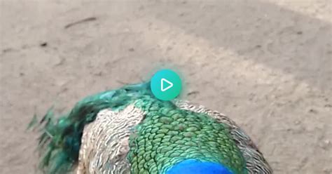 Friendly Peacock Album On Imgur