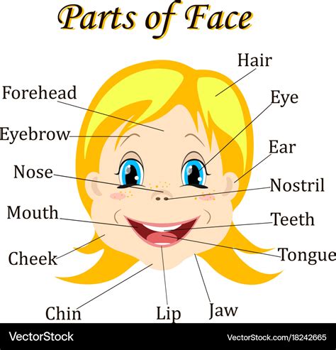 Cartoon Child Girl Vocabulary Face Parts Vector Image