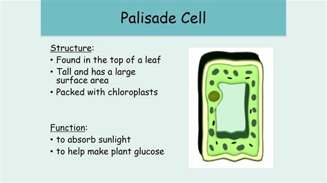 Year 9 Week 2 Lesson 1 Specialised Plant Cells Youtube