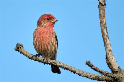 Birds Of New York Finches