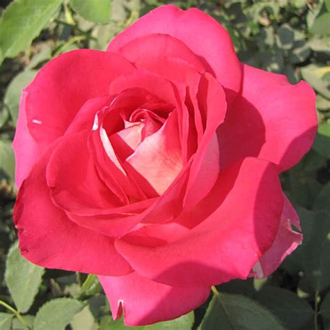 Picture Perfect Hybrid Tea Rose Shop Roses Brecks