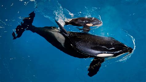 Last Killer Whale Born At Seaworld Fox News