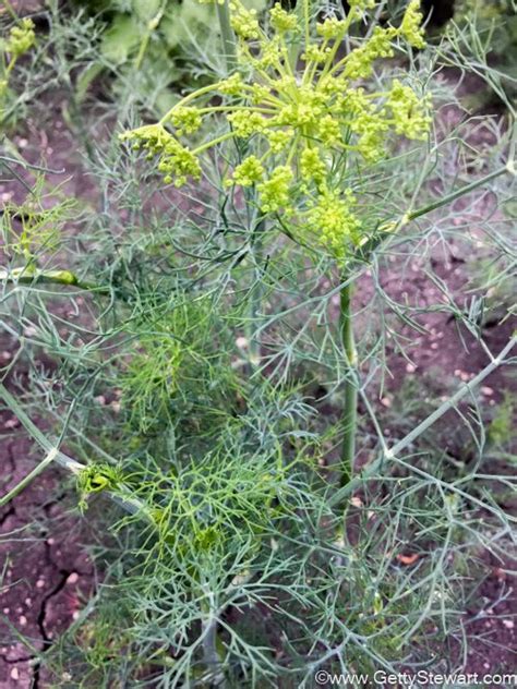 We did not find results for: How to Freeze Dill - The Best Way to Save Dill | Dill ...