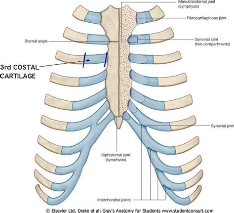 Coastal Cartilage Medizzy