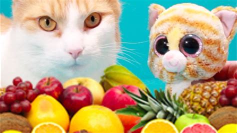 Cute Cat Simba And George Bellboxes Food Art Funny Cat Youtube