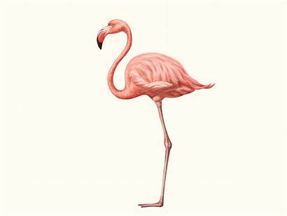 Flamingo Vector Natalka Dmitrova Dribbble Bird Illustration
