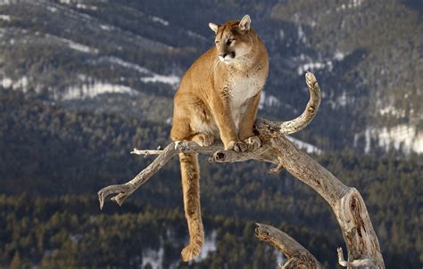 Wallpaper Trunk Puma Big Cat Mountain Lion Images For Desktop