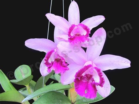 Cattleya Intermedia Var Orlata Rio Claessen Orchids