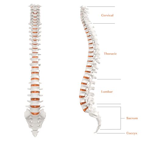 Learn The Basics Of Spinal Anatomy — Camber Spine Med Tech