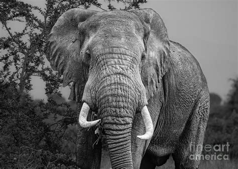 Wild African Elephant Photograph By Jamie Pham Fine Art America
