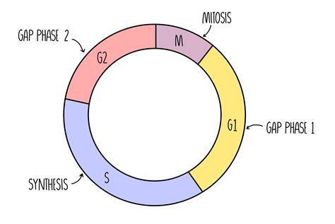 The Cell Cycle Mitosis And Meiosis A Level — The Science Sauce