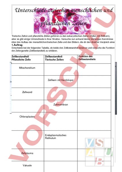 Ab max und sebastian über ihre schulen, 8. Arbeitsblatt: Zellen - Biologie - Zellbiologie / Cytologie