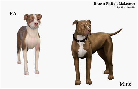 Blue Ancolia Brown Pitbull Makeover First Version Here Is