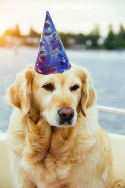 Best Happy Birthday Golden Retriever Stock Photos