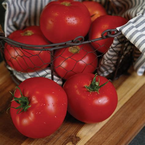 Rubee Prize Hybrid Tomato Medium Large Tomato Seeds Totally Tomatoes