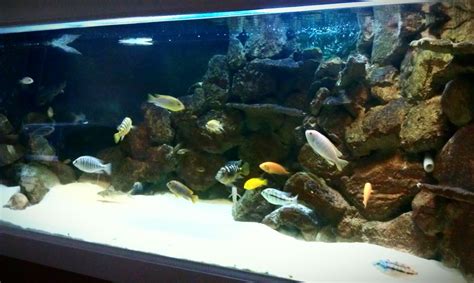 These 3d aquarium backgrounds are absolutely amazing! DIY 3d aquarium background | tank idea's | Pinterest | Black backgrounds, Blue and and Backgrounds