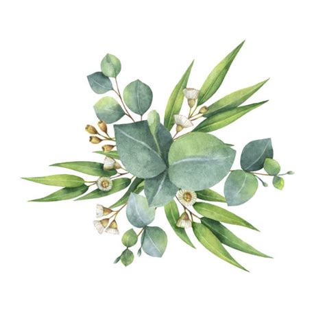 Best Eucalyptus Tree Illustrations Royalty Free Vector Graphics And Clip