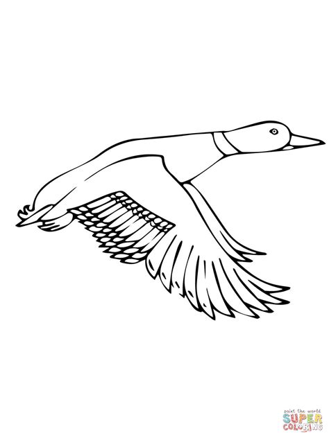 Mallard Duck Coloring Pages Sketch Coloring Page