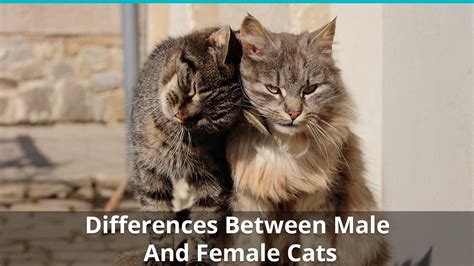 The Differences Between Male And Female Cats How To Tell Cat Genders
