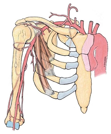 Branches Of The Axillary Artery Diagram Quizlet