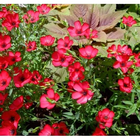Linum Grandiflorum Rubrum Scarlet Red Flax 1000 Seeds