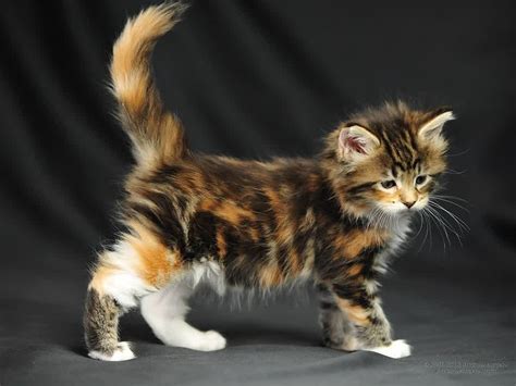 It is the most popular breed of cat in north america thus the reason that the cat has been they have a welcoming personality and can easily attract anyone by their looks and their actions. Maine Coon Cat Personality, Characteristics and Pictures ...