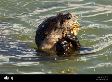 River Otter Lontra Canadensis Eating Crab Humboldt Bay National