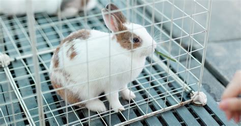 Top 5 Large Rabbit Cages For Indoor And Outdoor Use