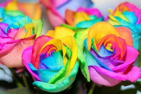 Tye Dye Roses Colors Of The Rainbow Pinterest