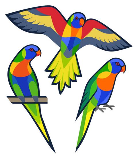 350 Lorikeet Stock Illustrations Royalty Free Vector Graphics And Clip