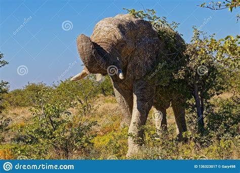 A Solitary Old Bull Elephant Threatening Us Etosha National Park