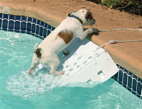 Chewy.com has been visited by 100k+ users in the past month Skamper Ramp gives us mutts a safe and easy pool access. | Dog pool ramp, Dog pool, Dog ramp